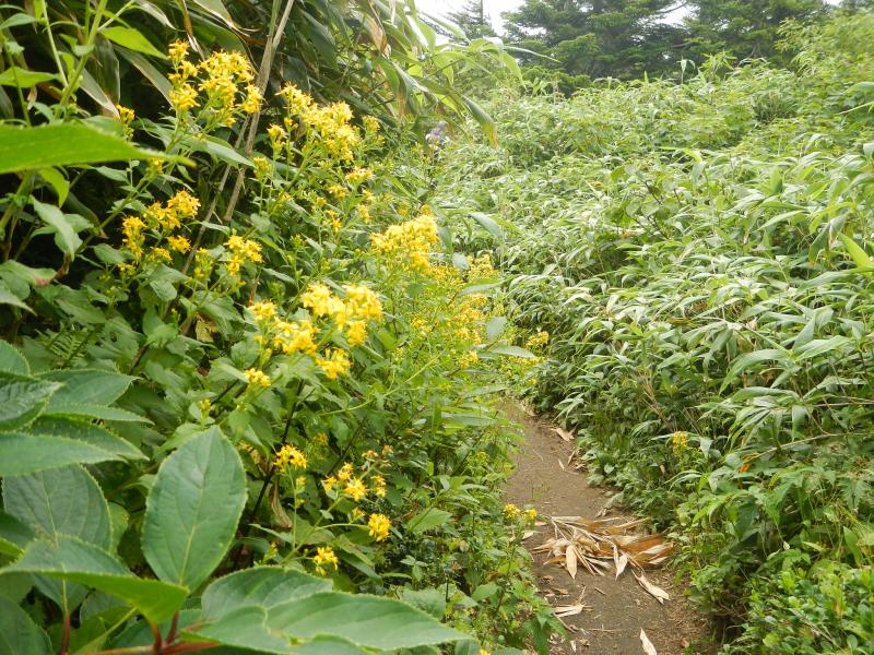 登山道