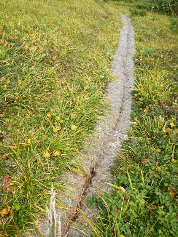 雨水などの通り道となって裸地化されていた箇所です。