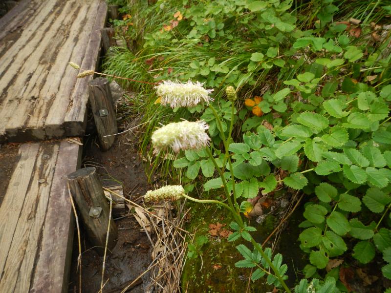 登山道わきに咲くシロバナトウチクソウ