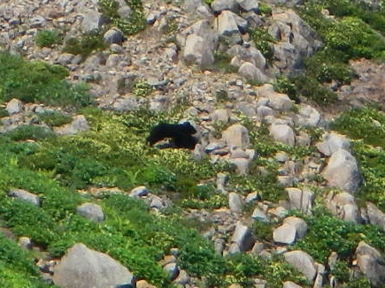 熊野岳から追分への縦走路東斜面に体長1メートル程の熊が出没。