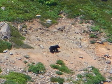 熊野岳から追分への縦走路東斜面に熊が出没。体長1メートル程の熊でした。2