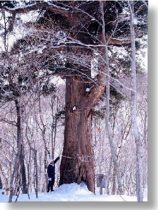 高さ２６メートルになるえぼし千年杉