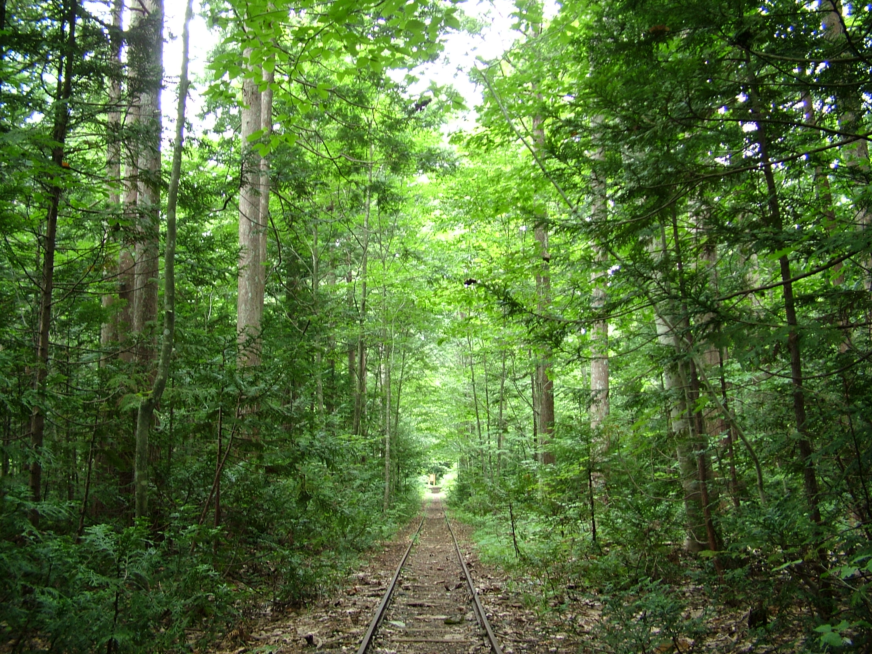 実験林森林鉄道跡