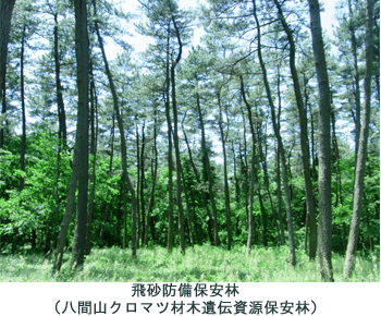 保安林写真1