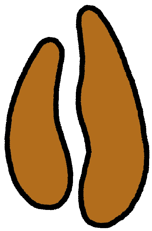 asiato