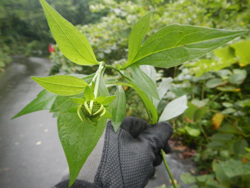 H28移入植物駆除_駆除したハンゴンソウ1