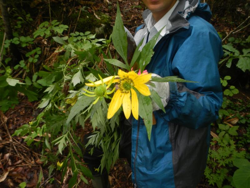 H28移入植物駆除_駆除したハンゴンソウ2