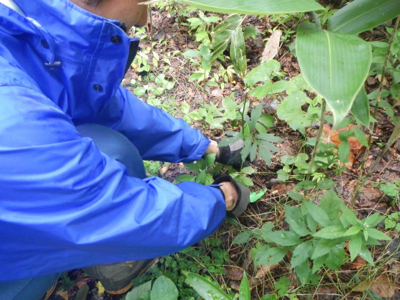 H28移入植物駆除_作業中1