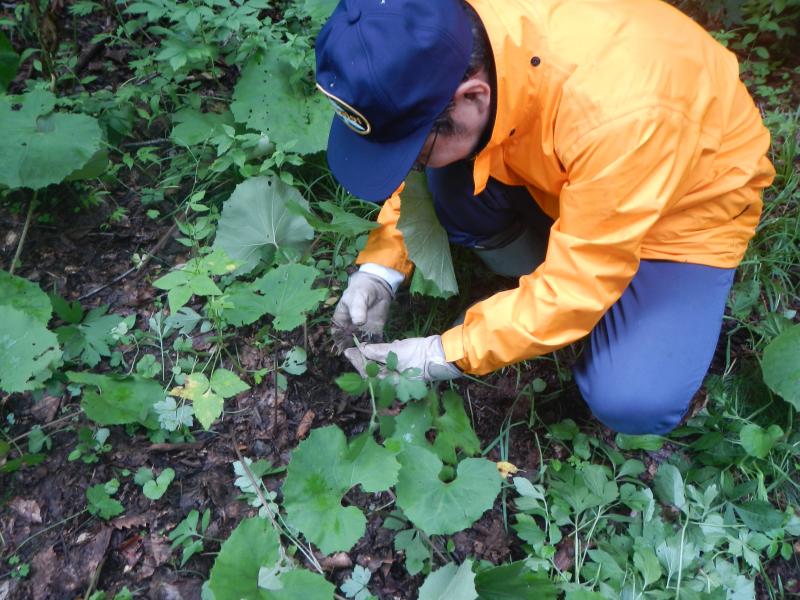 H28移入植物駆除_作業中2