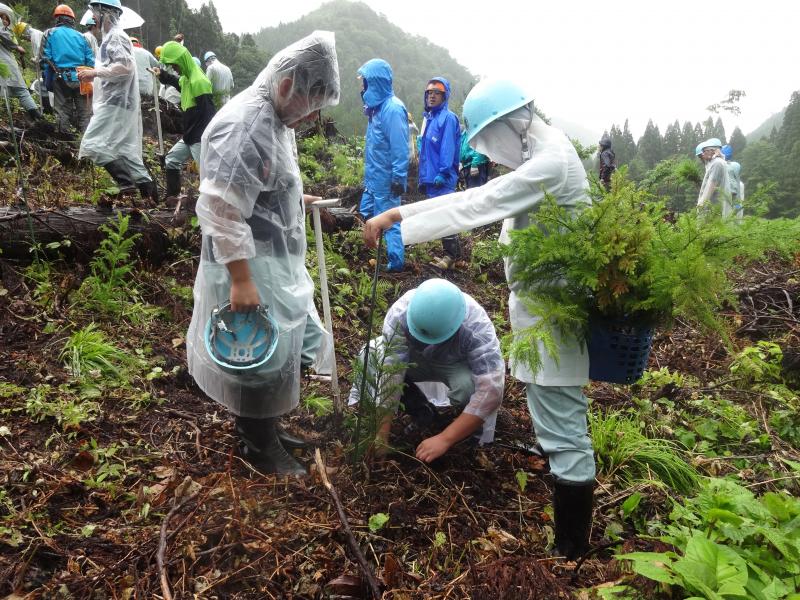 大苗を植栽