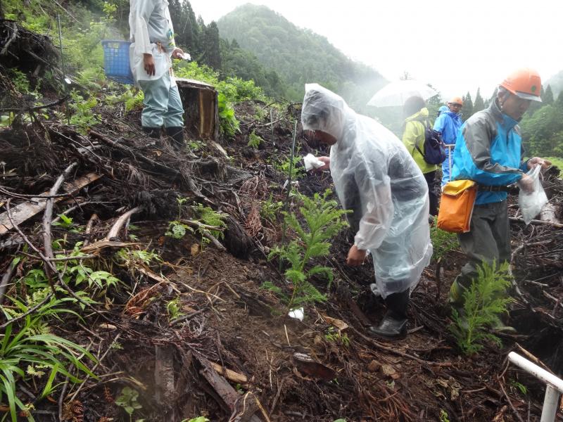 植栽後の施肥