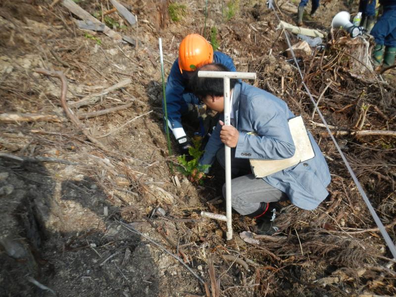 記者も植付け