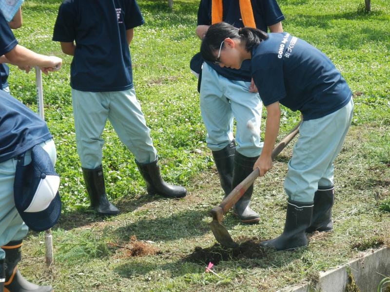 普通苗を植えて見る