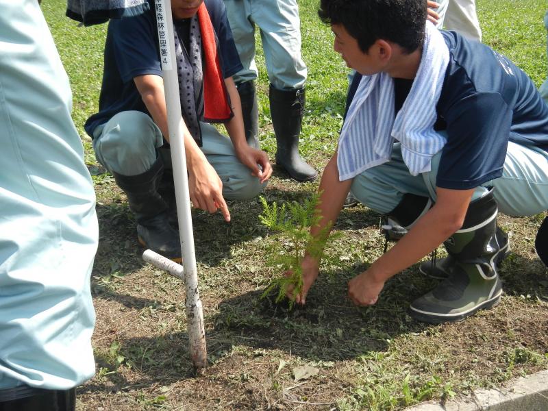 コンテナ苗を植えて見る