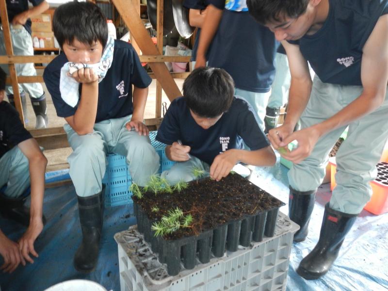 生徒のコンテナ苗の移植1