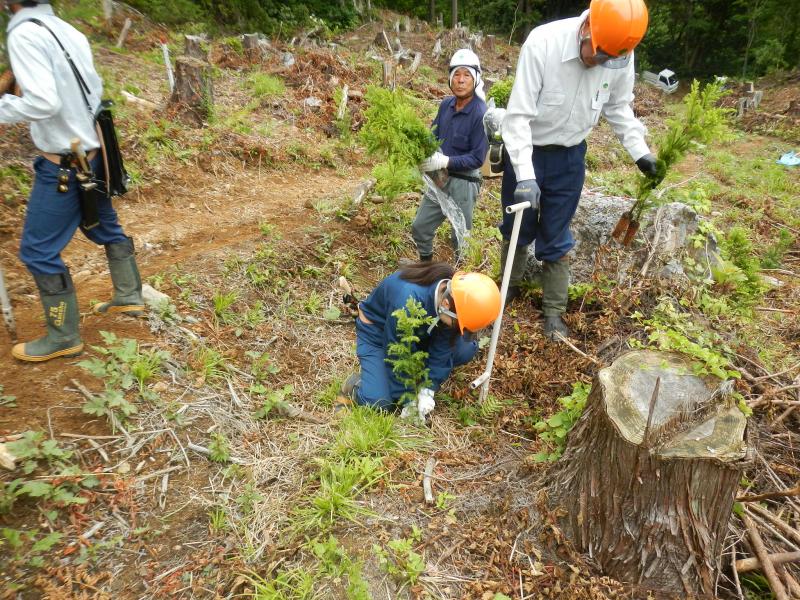 コンテナ苗挿入