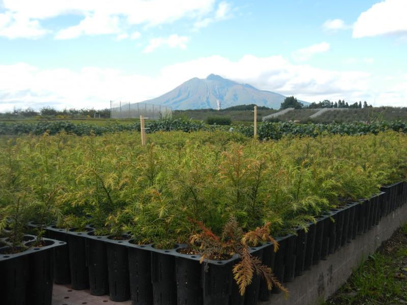 コンテナ苗と岩木山