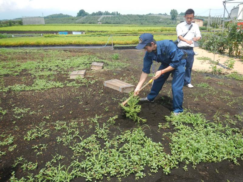 普通苗の植栽