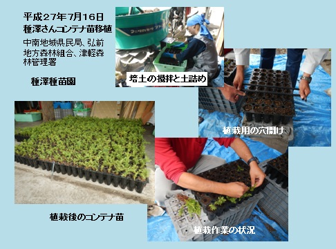 種澤移植作業