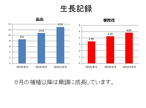 生長記録(苗高・根際)