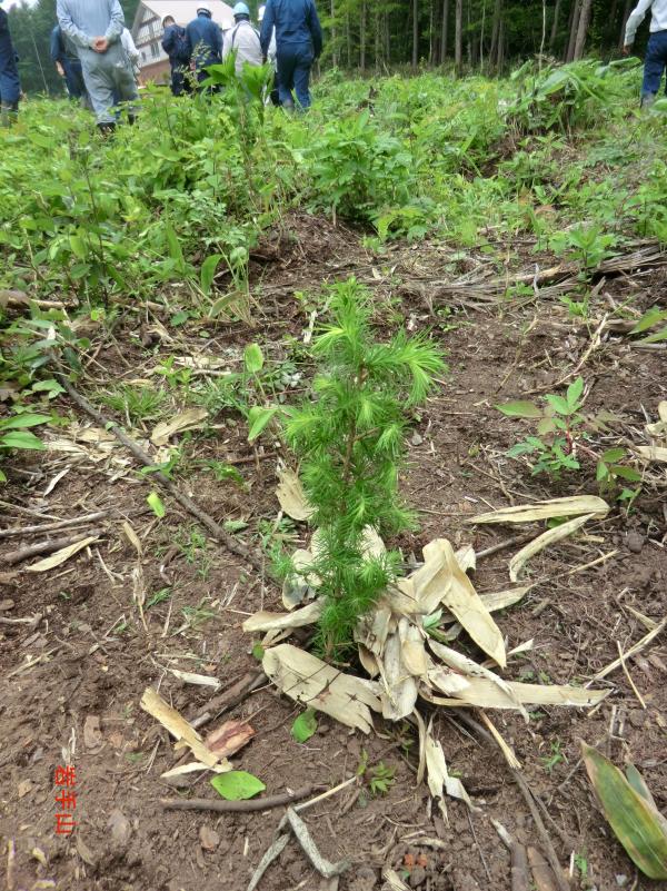 植付け完成