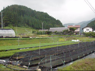 スプリンクラー散水状況