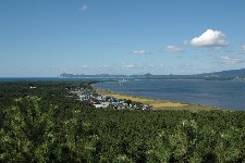 屏風山の海岸林