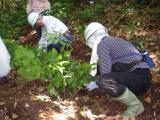 自然再生活動（仮植え）