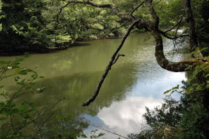 牛蒡の池02（湖面）