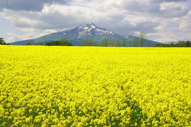 菜の花と岩木山