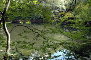 千鳥の池02（湖面）