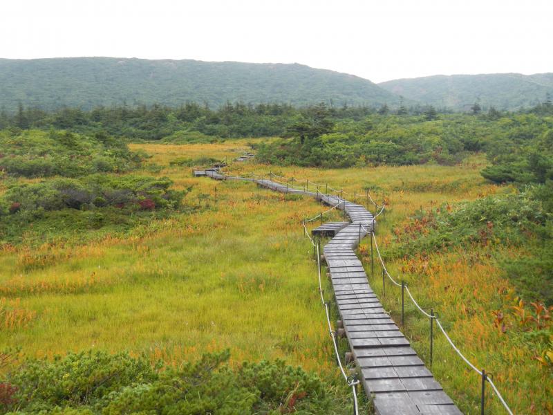 御田の神湿原のキンコウカ