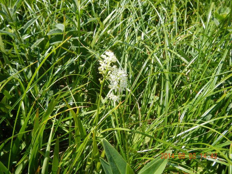 イワショウブが開花