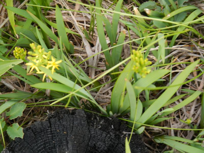 いろは沼でキンコウカが開花