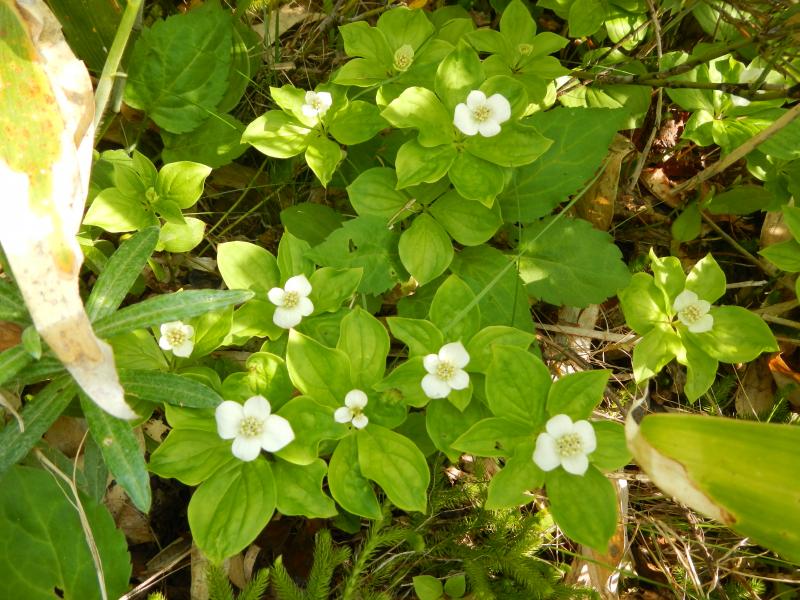 27-6坊平高原のゴゼンタチバナ