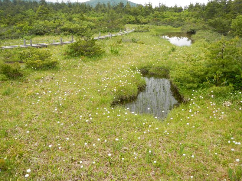 27-6御田ノ神ワタスゲ