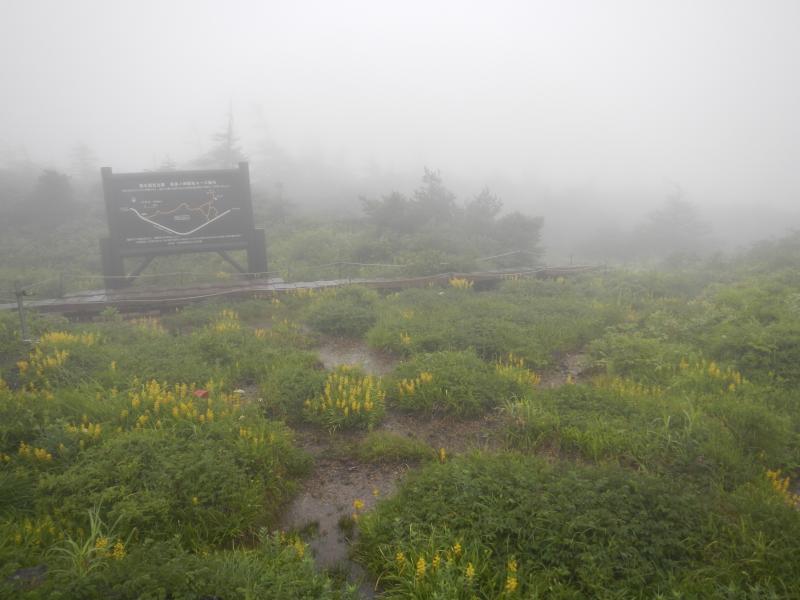 大雨の御田ノ神湿原
