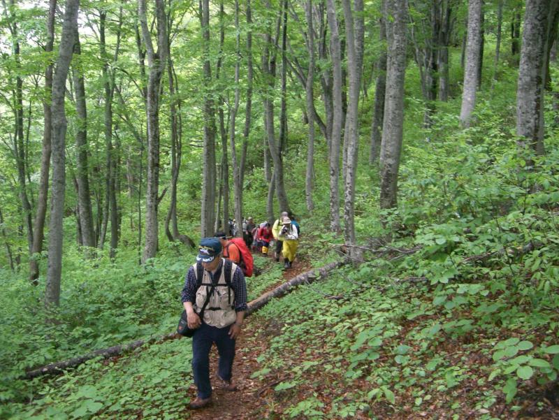 竜ヶ森の登山道