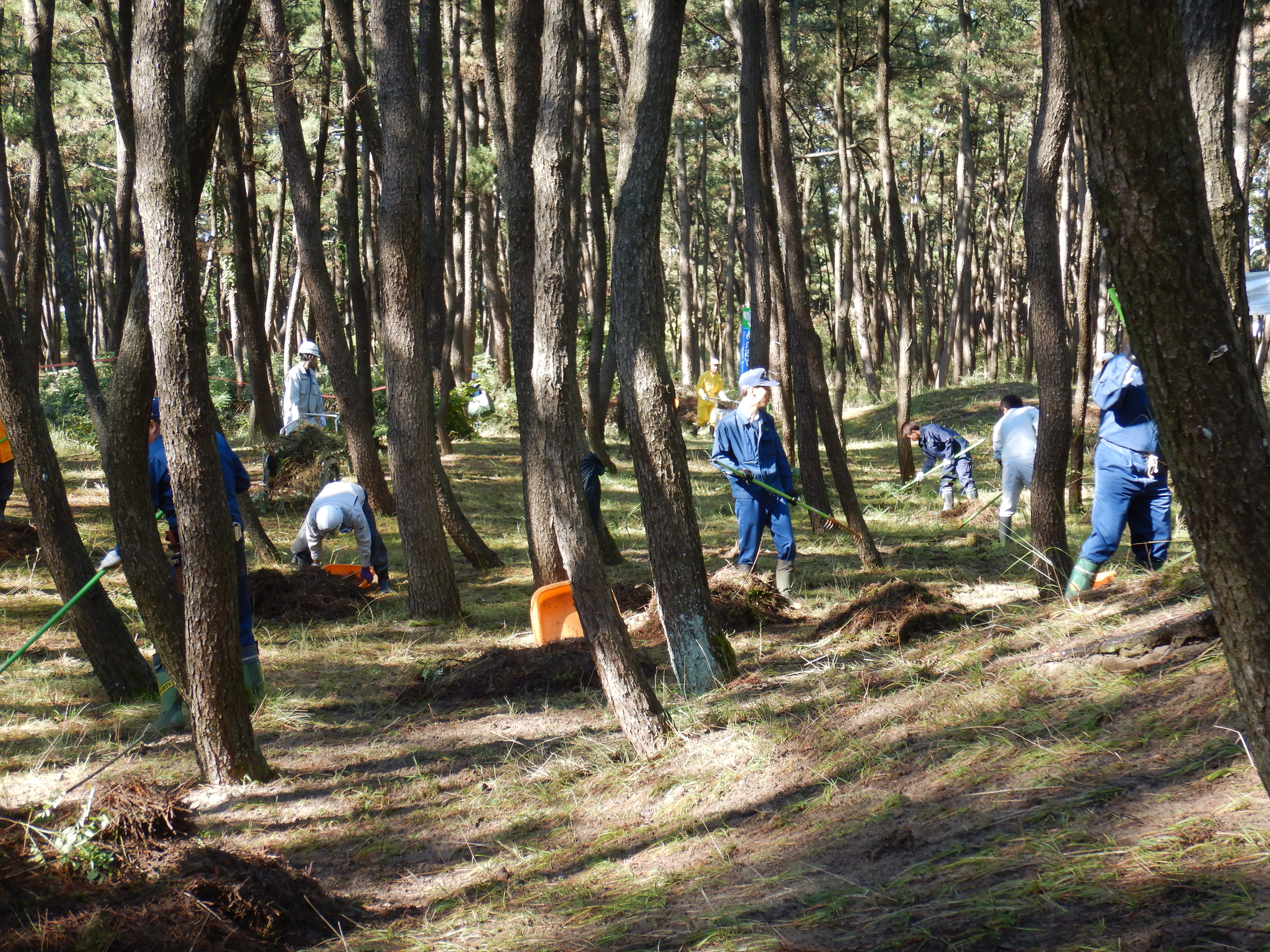 松林健全化作業