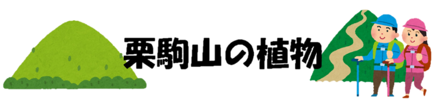 【レクリエーションの森004】栗駒山の植物